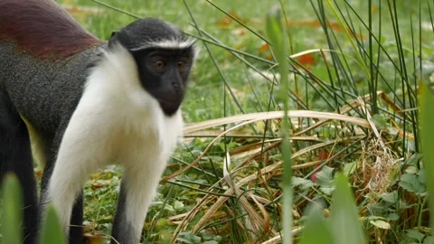 Close-up footage of a rare Roloway monkey (Cercopithecus roloway) Stock-Footage 320955880