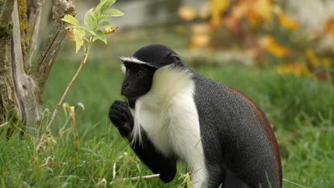 Close-up footage of a rare Roloway monkey (Cercopithecus roloway) Stock-Footage 320955891