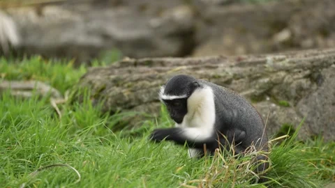 Close-up footage of a rare Roloway monkey (Cercopithecus roloway) Stock-Footage 320956470