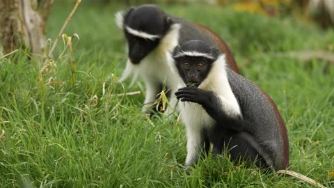 Close-up footage of a rare Roloway monkey (Cercopithecus roloway) Stock-Footage 320956756