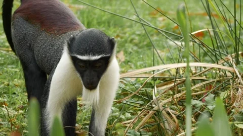 Close-up footage of a rare Roloway monkey (Cercopithecus roloway) Stock-Footage 320956873