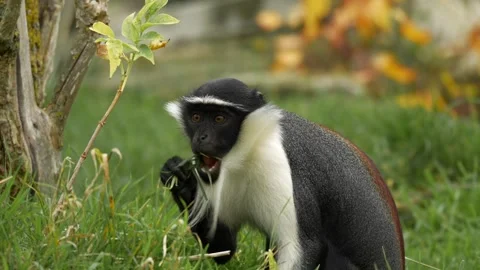 Close-up footage of a rare Roloway monkey (Cercopithecus roloway) Stock-Footage 320957120