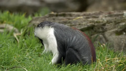 Close-up footage of a rare Roloway monkey (Cercopithecus roloway) Stock-Footage 320957394