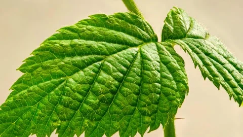 Close up footage of the Raspberry plant leaf. Stock Footage 263941011