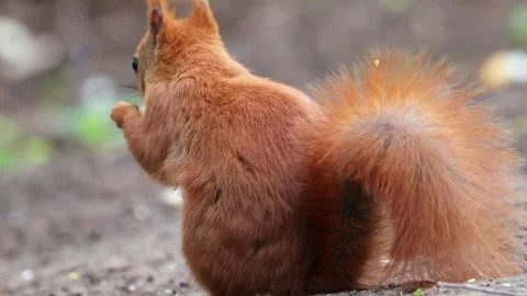 Close-up footage of red squirrel eating bread on forest floor. Stock Footage 339779136