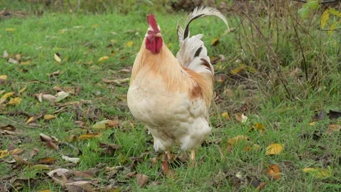 Close-up footage of a rooster walking through the grass in an autumn garden. 스톡 동영상 345365293