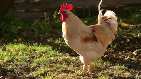 Close-up footage of a rooster walking through the grass in an autumn garden. Video stock 346249109