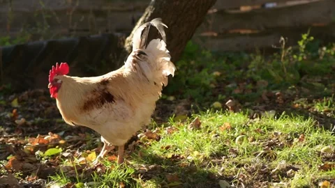 Close-up footage of a rooster walking through the grass in an autumn garden. 動画素材 346249122
