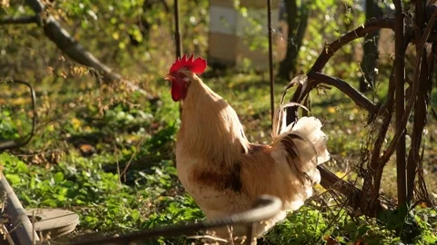 Close-up footage of a rooster walking through the grass in an autumn garden. Stock-Footage 346249123
