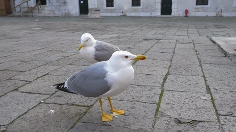 Close up footage of Seagull bird 스톡 동영상 101927360