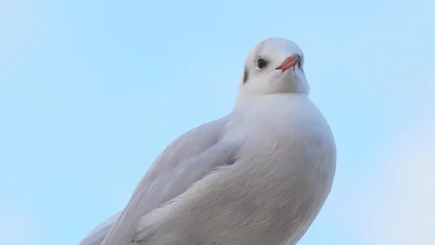 Close up footage of Seagull bird Видео 101929438
