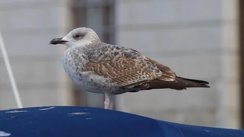 Close up footage of Seagull bird Видео 101931174