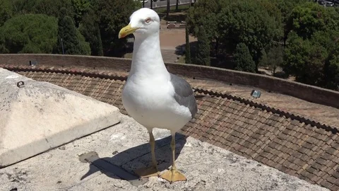 Close up footage up seagull standing in front of camera 4k Stock Footage 77363181