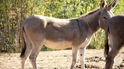 Close-up footage of several different donkeys on a rural farm 库存影片 344907440