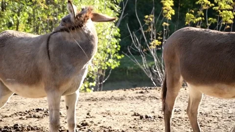 Close-up footage of several different donkeys on a rural farm Stock-Footage 344907522