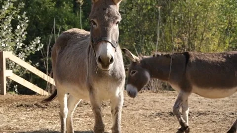Close-up footage of several different donkeys on a rural farm Stock Footage 344908181