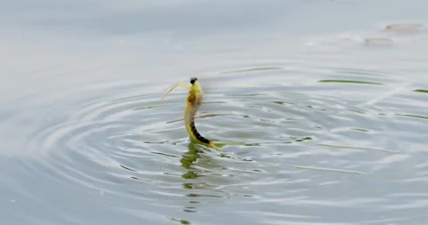 Close up footage of single long-tailed mayfly move along surface of river Tisza Stock Footage 268990060