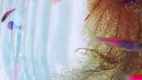 Close up footage of small fish inside a fishbowl Stock Footage 91371815