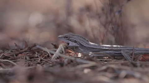 Close up footage of a small lizard eating an insect. Stock Footage 62294954