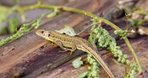 Close up footage of small sand lizard on a piece of rotting wood on ground Stock Footage 263085719