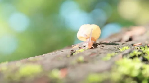 Close Up Footage Of A Snail Crawling On A Tree Trunk During Daytime With Blur Stock Footage 267015244
