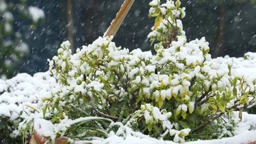 Close-up footage of snow falling over the flowers: slow motion footage  Stock-Footage 86092084