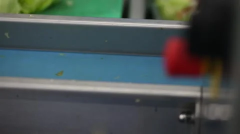 A close up footage of sorted lettuce Stock Footage 60765612