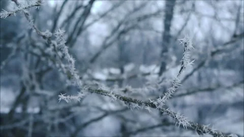 Close up footage spinning around a tree branch covered in ice and snow during a Vídeos de archivo 302967721