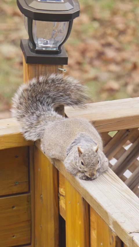Close-up footage of squirrels during their spring molting season.Vertical video， Stock Footage 330499142