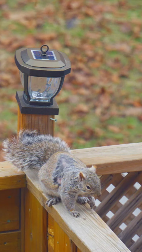 Close-up footage of squirrels during their spring molting season.Scratching,yawn Stock Footage 330499336