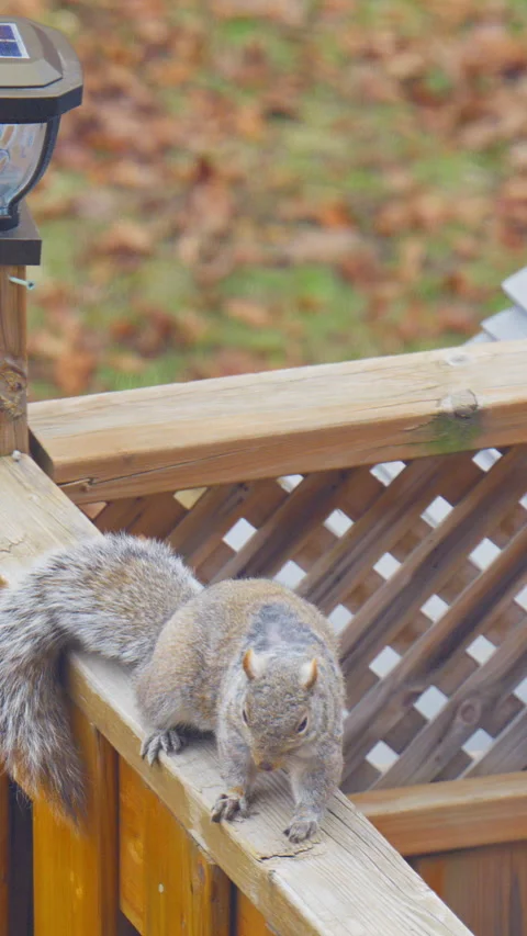 Close-up footage of squirrels during their spring molting season.Scratching,yawn Stock Footage 330499662