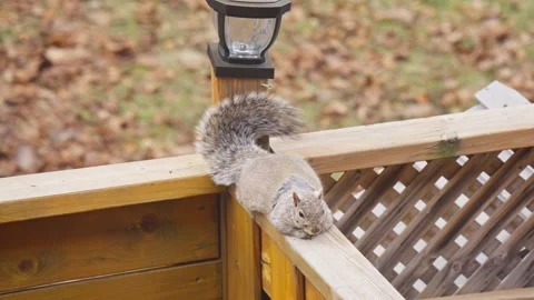 Close-up footage of squirrels during their spring molting season. Stock Footage 330500591