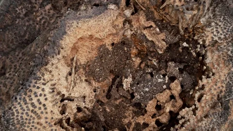 Close-Up Footage of Termites Feeding Inside Decaying Wood Stock-Footage 335446363