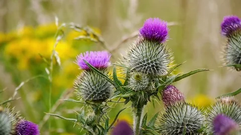 Close up footage of thistles in bloom. Stock Footage 72818400