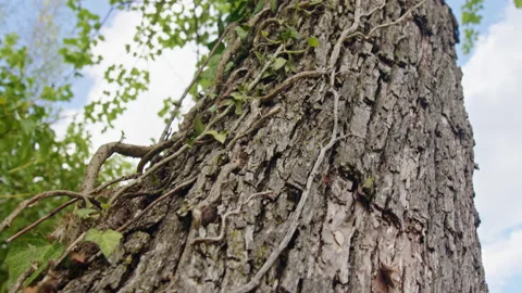 Close up footage of tree bark. Green nature environmental concept. 스톡 동영상 153564642