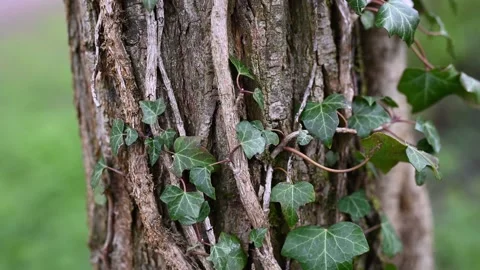 Close footage of the tree trunk covered by ivy. Stock Footage 151858132