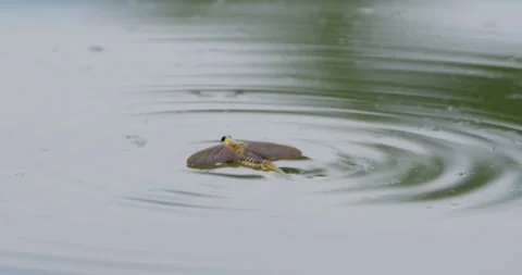 Close up footage of two long-tailed mayflies mating on surface of river Tisza Stock Footage 268988751
