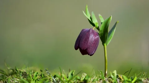 Close-up Footage of an Upside-down Tulip Vídeos de archivo 334733334