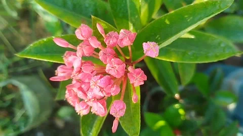 Close-up footage of vibrant red Ixora flowers blooming Stock Footage 321324531