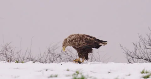 Close-up footage of a white-tailed eagle eating a fish clutched in its claw Stock Footage 266154577