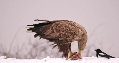Close up footage of white-tailed eagle devouring a dead fish while magpies walk Stock-Footage 266154878