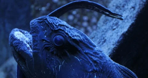 Close up footage of Wolf Eel underwater near the rocks, exotic marine life, 4k Stock Footage 303814245