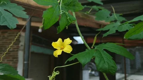 Close up footage of yellow bitter melon flower blooming. Stock Footage 336937367
