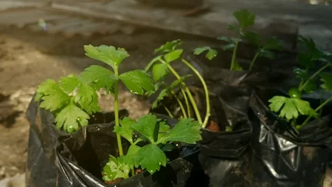 Close-up footage of young celery seedlings Stock Footage 340820613