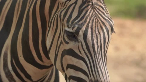 Close up footage of a zebra or Equus quagga focusing on its eye part. Stock Footage 310585356