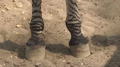 Close up footage of a zebra or Equus quagga focusing on its feet when walking Stock Footage 310585665