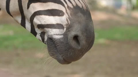 Close up footage of a zebra or Equus quagga focusing on its mouth part. Stock Footage 310585670