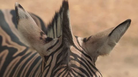 Close up footage of a zebra or Equus quagga focusing on its ear part. Stock Footage 310585699