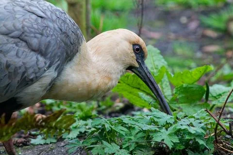 Close-up of a Foraging Bird in Greenery Stock Photos