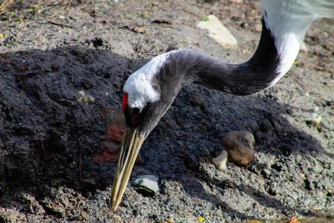 Close-Up of a Foraging Crane Stock Photos